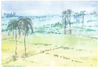 Rice fields